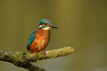 Kingfisher bird perched on the branch.