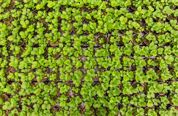 Strawberry seedlings plants