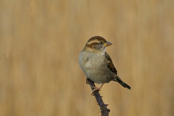 House sparrow on the branch.