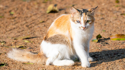 A one-eyed cute cat sits and stares at the camera, beautiful even with a blind eye. getting the warmth of the early morning light.