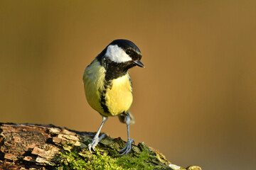 Great tit perched on the wood.