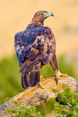 Golden Eagle, Aquila chrysaetos, Mediterranean Forest, Castile and Leon, Spain, Europe