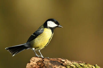 Naklejka premium Great tit perched on the wood.