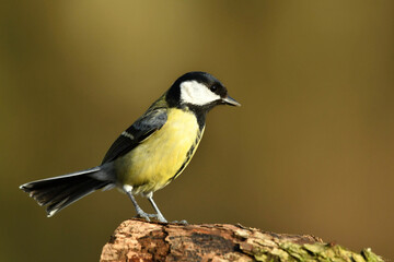 Great tit perched on the wood.