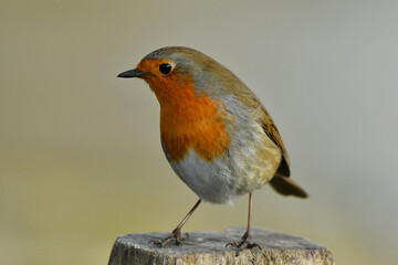 Face to face with European robin Turdus migratorius.