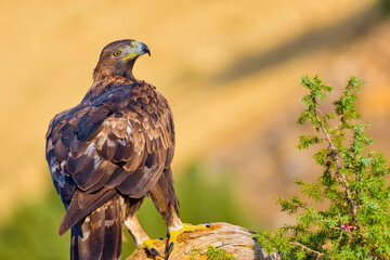 Golden Eagle, Aquila chrysaetos, Mediterranean Forest, Castile and Leon, Spain, Europe