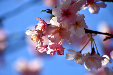 桜