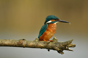Kingfisher bird perched on the branch.