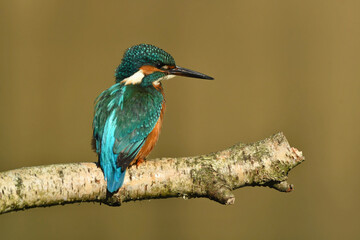Kingfisher bird perched on the branch.