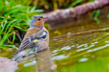 Chaffinch, Fringilla coelebs, Forest Pond, Mediterranean Forest, Castile and Leon, Spain, Europe