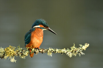 Kingfisher bird perched on the branch.