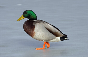 Erpel auf dem Eis