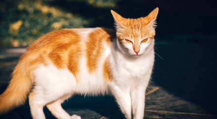 The angry facial expression and the mean eyes of the cat looking at the camera, white and orange...