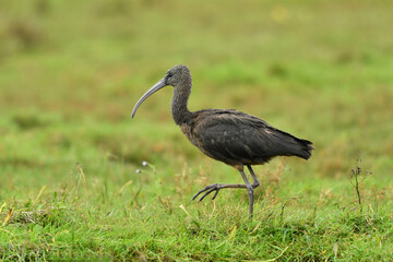Obraz na płótnie Canvas Glossy ibis adult bird breeding on the grass.