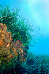 Fototapeta na wymiar Neptune Grass Underwater Landscape, Posidonia oceanica, Cabo Cope-Puntas del Calnegre Natural Park, Mediterranean Sea, Murcia, Spain, Europe