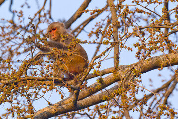 Rhesus Macaque, Macaca, Royal Bardia National Park, Bardiya National Park, Nepal, Asia
