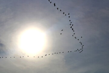 Flocks of birds in the December sky over the Black Sea in Adler.