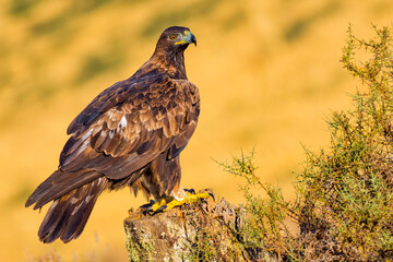 Golden Eagle, Aquila chrysaetos, Mediterranean Forest, Castile and Leon, Spain, Europe