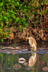 Indian Pond Heron, Ardeola grayii, Wetlands, Royal Bardia National Park, Bardiya National Park, Nepal, Asia