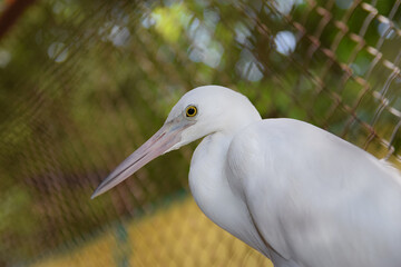 great white heron