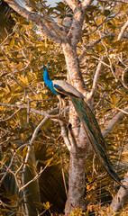 Naklejka premium Long feathered male peacock perched on a tree facing the warmth of the morning sunlight.