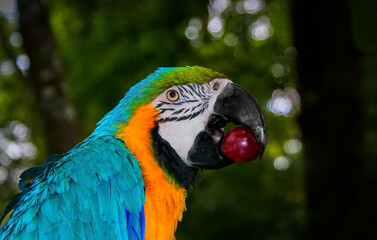 Arara a comer uma uva