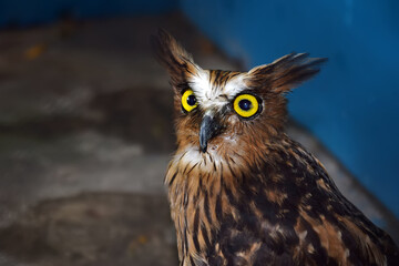 eagle owl portrait