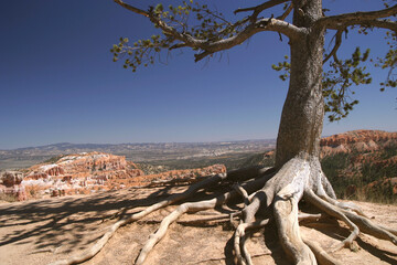 Old tree above Bryce Canyon