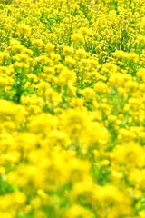 菜の花畑