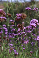 Blurred flowers in the garden
