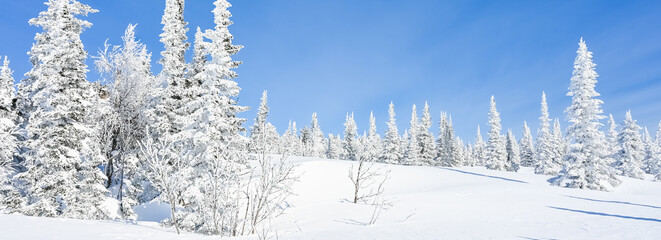 snow-covered trees in winter landscape