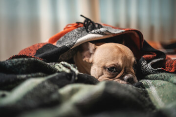 closeup of cute french bulldog dog resting wrapped in plaid on sofa at home