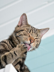 young gray striped cat