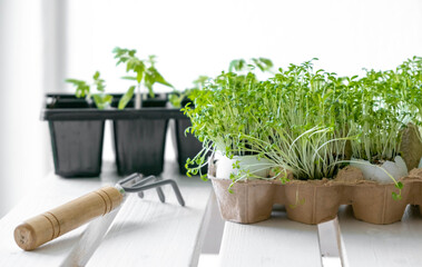 Seedlings of vegetables on a white table