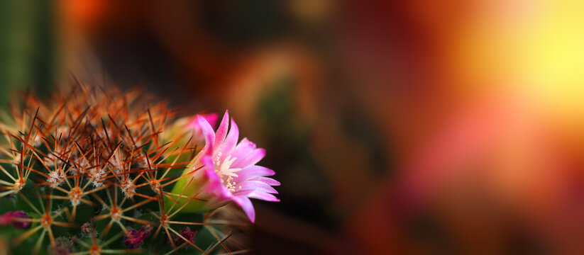 Mamillaria flowering spiky cactus with pink flower horizontal wide banner blurred background dark image free space to text gardening spring