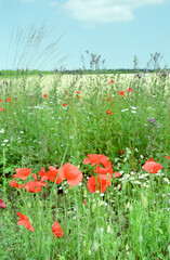 English meadow in summertime. Wild flower meadow grasses. Red poppy heads. Wheat field and hedge in background. Blue summer sky