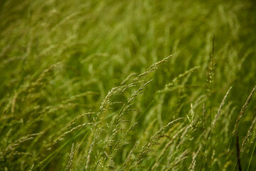 GREEN GRASS BACKGROUND