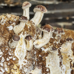 Fragment of a mushroom farm. Mushroom blocks and young shiitake mushrooms.