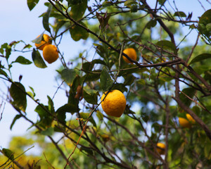 orange tree on greece street