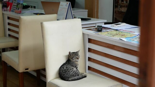 Sleepy grey little kitten sitting on a chair, cute kitten