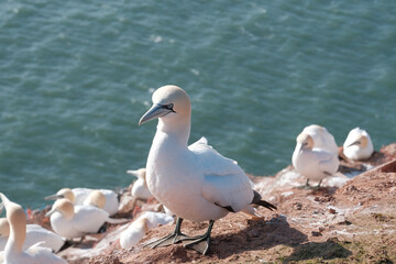 Basstölpel Helgoland