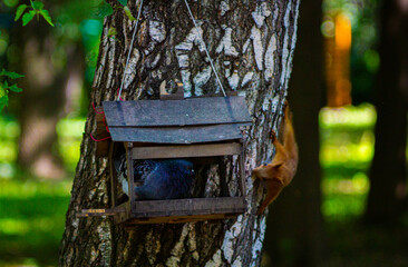 bird house on a tree