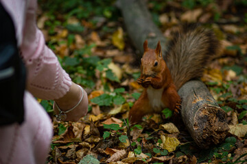 squirrel eating nut