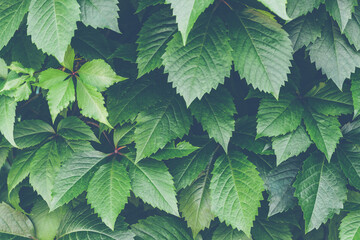 Green leaves backgrond close up