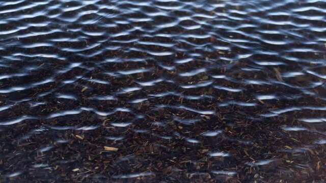 Pieces of wooden branches on the seabed. On the surface of clear, clear water, ripples of the waves of the surf. Sunny spring day. Baltica, Latvia