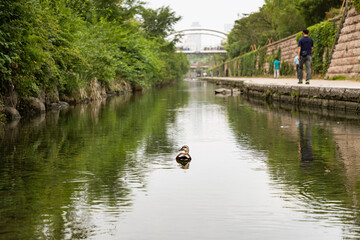duck in the city river