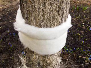 Obraz premium Insect hunting belt made of synthetic winterizer