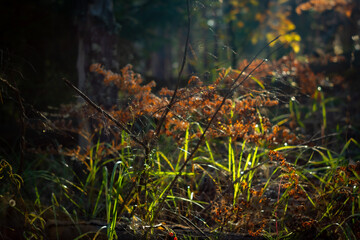 autumn leaves in the forest
