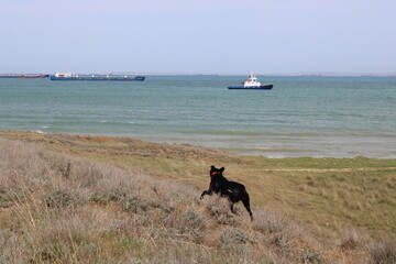 dog running on the beach
