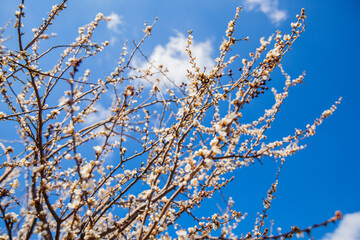 Beautiful spring tree blossom flowers First days of early springtime